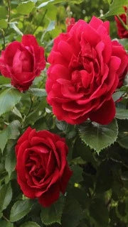 Rosa 'Blaze Improved'