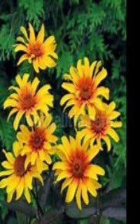 Heliopsis helianthoides var. scabra 'Burning Hearts' (Smooth Oxeye Sunflower)