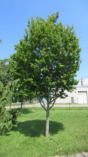 Carpinus Caroliniana (Blue Beech/Musclewood)