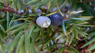 Juniperus Communis Var. 'Depressa' (Depressa Juniper)