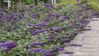 Buddleia (Lo & Behold Blue Chip Butterfly Bush)