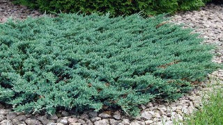 Juniperus Horizontalis 'Blue Chip' (Blue Chip Juniper)