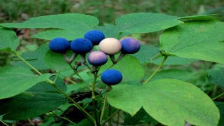 Caulophyllum Thalictroides (Blue Cohosh)