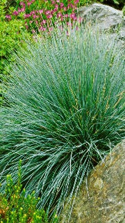 Festuca Glauca (Blue Fescue)