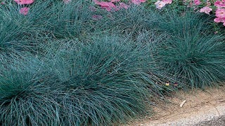 Festuca Glauca 'Pepindale Blue' (Pepindale Blue Fescue)