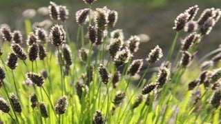 Sesleria Heufleriana (Blue-Green Moor Grass)
