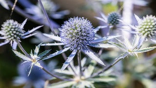 Eryngium Planum 'Blue Hobbit' (Blue Sea Holly)