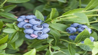 Blueberry 'Blue Jay'