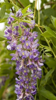 Wisteria Macrostachya 'Blue Moon' (American Wisteria)