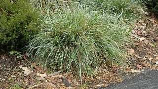 Sesleria Caerulea (Blue Moor Grass)