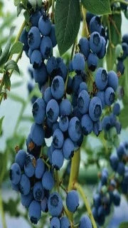 Blueberry 'Blueray'