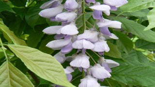 Wisteria Sinensis 'Blue Sapphire' (Chinese Wisteria)