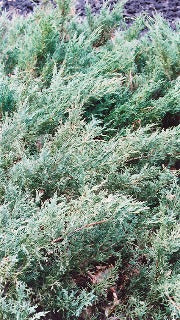 Juniperus Chinensis Sargentii 'Glauca' (Blue Sargent Juniper)