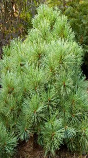 Pinus Strobus 'Blue Shag' (Blue Shag White Pine)