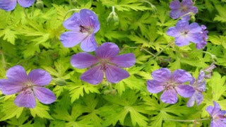 Geranium x Blue Sunrise (Blue Sunrise Geranium)