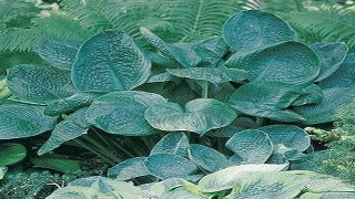 Hosta 'Blue Umbrellas' (Plantain Lily)