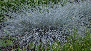 Festuca Glauca 'Blue Whiskers' (Blue Whiskers Fescue)