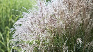 Miscanthus Sinensis Blooming Wonder (Glooming Wonder Maiden Grass)