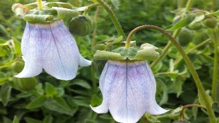 Codonopsis Clematidea (Bonnet Bellflower)