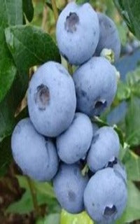 'Bonus' (Blueberry Bush)