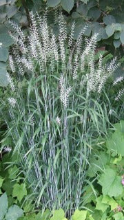 Hystrix Patula (Bottlebrush Grass)