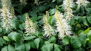 Aesulus Parviflora (Bottlebrush Buckeye)