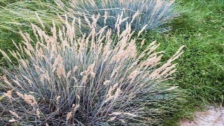 Festuca Glauca 'Boulder Blue' (Boulder Blue Fescue)