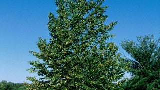 Tilia Americana 'Boulevard' (Boulevard Basswood)