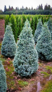 Chamaecyparis Pisifera 'Boulevard' (Boulevard Falsecypress)