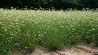Bouteloua Gracilis 
