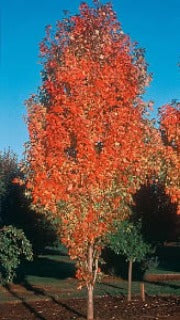 Acer Rubrum 'Bowhall' (Bowhall Maple)