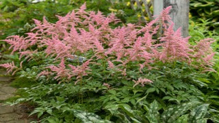 Astilbe x 'Bressingham Beauty' (False Spirea / Blooms of Bressingham)