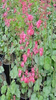 Heuchera x 'Bressingham Hybrid' (Coral Bells)