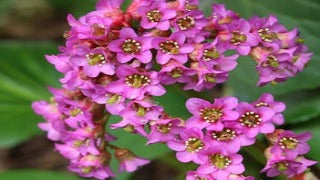 Bergenia x 'Bressingham Ruby' (Heartleaf Bergenia / Blooms of Bressingham)