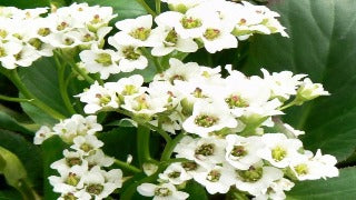 Bergenia x 'Bressingham White' (Heartleaf Bergenia / Blooms of Bressingham)