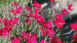 Dianthus Deltoides 'Brilliant' (Maiden Pinks)
