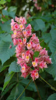 Aesculus Carnea 'Briotii' (Ruby-Red Horsechestnut)