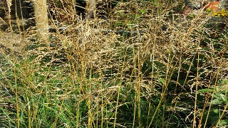 Deschampsia Cespitosa Bronze Veil (Bronze Tufted Hair Grass)