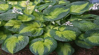 Hosta 'Brother Stefan' (Plantain Lily)