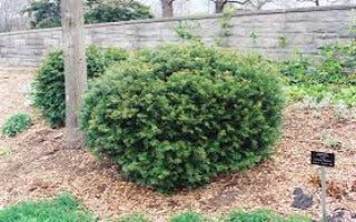 Taxus x media 'Brownii' (Brown's Yew)