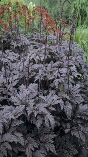 Cimicifuga Ramosa 'Brunette' (Purple-leaf Bugbane)