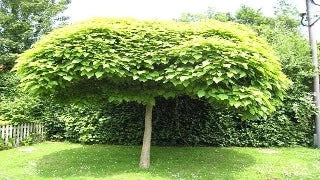 Catalpa Bungei (Umbrella Tree)