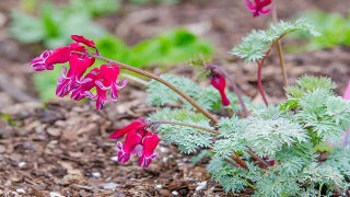 Dicentra x 'Burning Hearts' (Fern-leaved Bleedingheart)