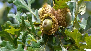 Quercus Macrocarpa (Burr Oak)