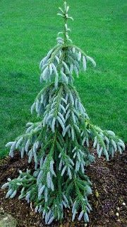 Picea Engelmannii 'Bush's Lace' (Bush's Lace Englemann Spruce)