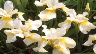 Iris Sibirica 'Butter and Sugar' (Siberian Iris)