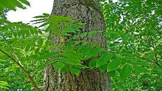 Juglans Cinerea (Butternut)