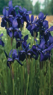 Iris Sibirica 'Caesar's Brother' (Siberian Iris)