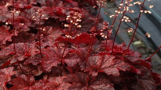 Heuchera x 'Cajun Fire' (Coral Bells)