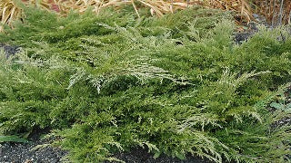 Juniperus Sabina 'Calgary Carpet ('Monna')' (Calgary Carpet Juniper)